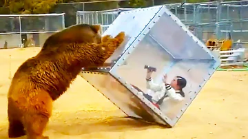 تحميل いきなり叫ぶ動物 Mp4 Mp3 تحميل いきなり叫ぶ動物 Mp4 Mp3
