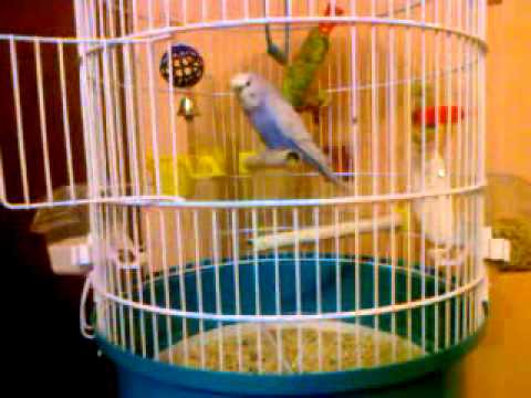 Video: Kakadu Ja Papagoi Erinevus