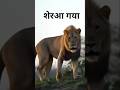 शेर आ गया शेर आ गया