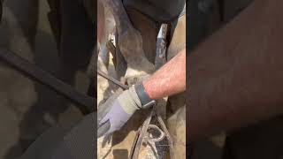 #Farrier #Samdracottfarrier #Shortswithcamilla #Asmr #Satisfying #Oddlysatisfying #Equestrian #Horse