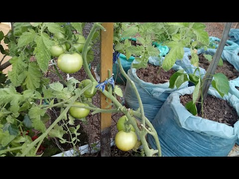 Vídeo: Mancha Branca De Tomate