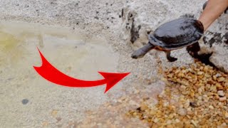 RELEASING TURTLES Into NEW COMPLETE AQUASCAPE POND! Pt. 4
