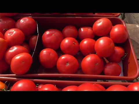 Video: Tomato Koenigsberg: fotografija, opis sorte, karakteristike, recenzije