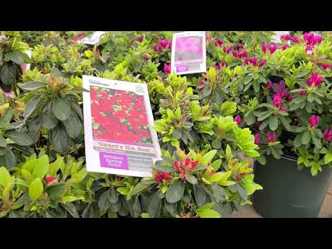 Azalea 'Girard's Hot Shot' // Evergreen Azalea with🧡 Reddish-orange Flowers