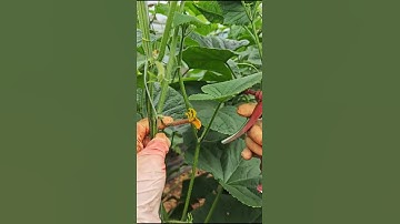 Cucumber Farming Techniques #satisfying #farming #shorts