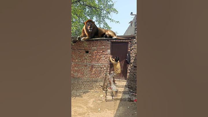 Hey, a lion has come over the house, run, 😱😱🦁🦁 #trending #funny #lion #comedy #shorts #mastibaazpankaj #action