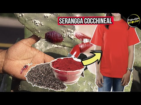 Video: Apakah Skala Cochineal: Ketahui Mengenai Rawatan Skala Cochineal