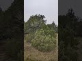Можжевеловый лес в Крыму