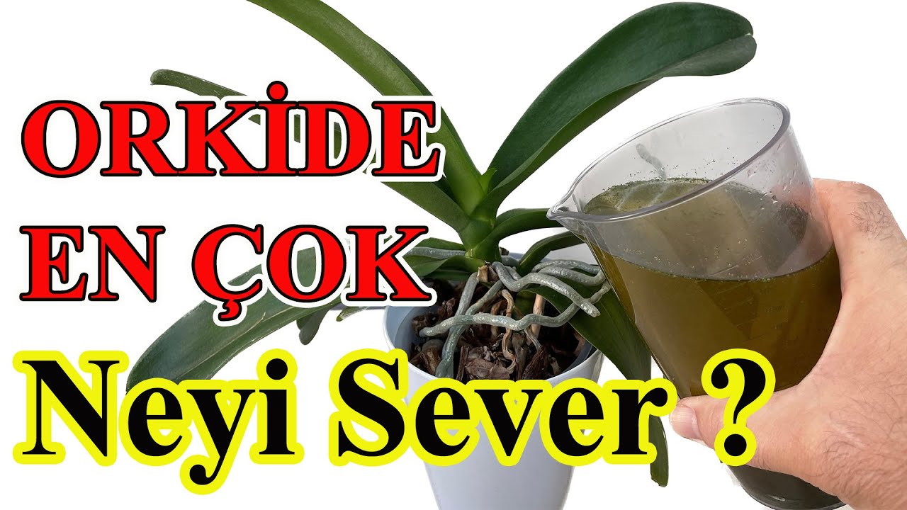 7 Основных правил обмахивания орхидей (МЕТОДЫ С ДОКАЗАННЫМ ЭФФЕКТОМ)