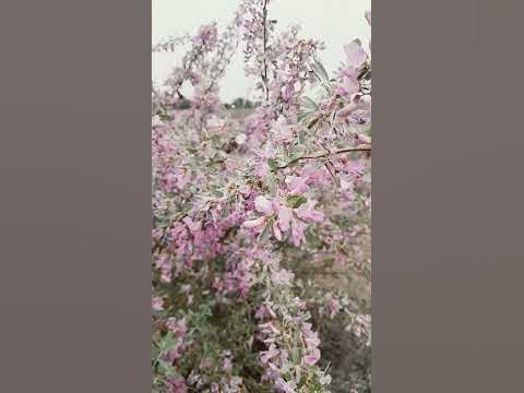 Шеңгел - YouTube
