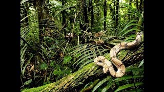 Джунгли - All about Jungle (BBC Documentary Film)