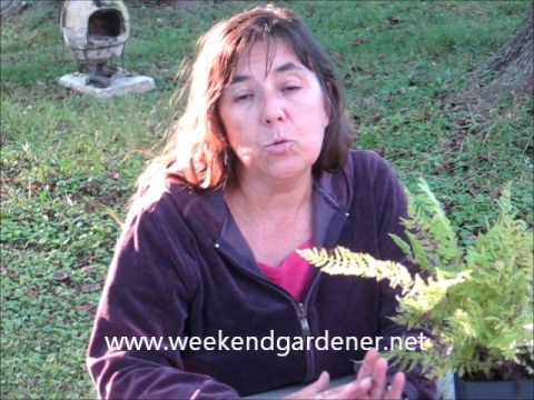 How to Propagate a Fern through Spores