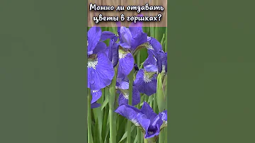 Можно ли дома держать ирисы? #shorts