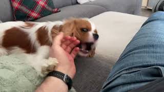 Cavalier King Charles and Crazy Laughs