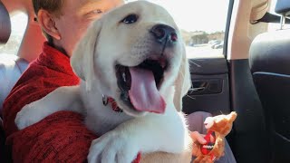 Labrador Puppy, RUDOLPH, Goes Home to His Forever Family #labrador #cutepuppies #puppies