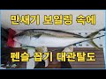 대관탈도 만새기들 빤스런 하는곳에 펜슬 꼽기!!