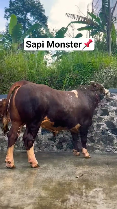 #pesonasapi#sapimonster#sapilimosin#sapisimental