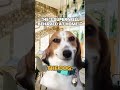 He's Super Well Behaved #dog #dogmemes #memes #dogtrainer