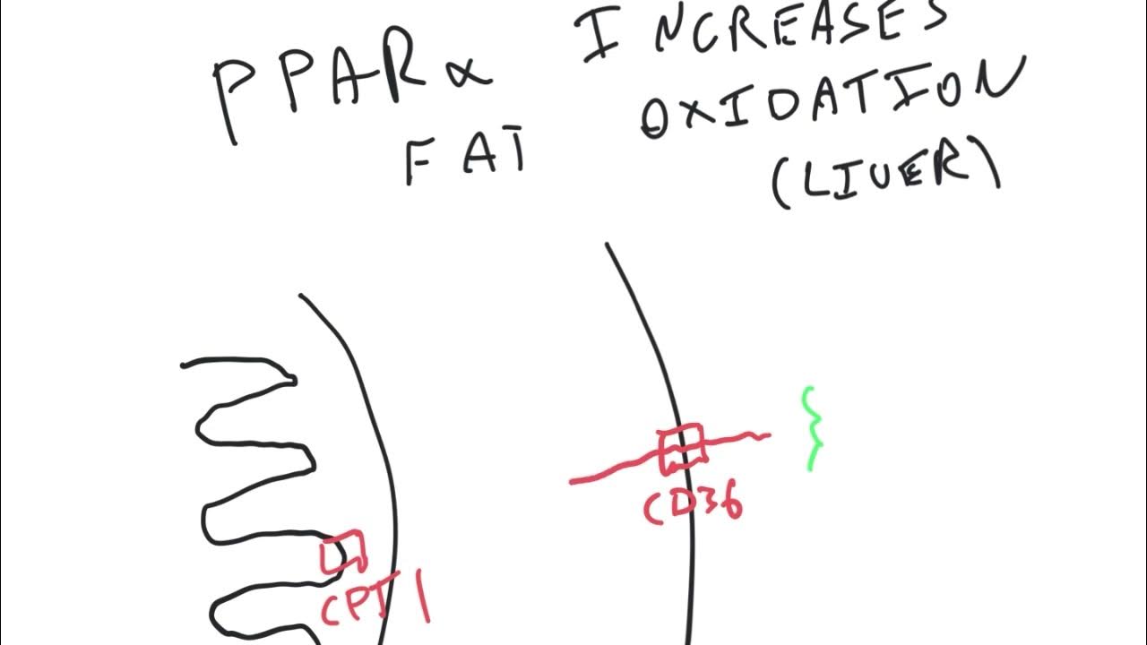 Olive Oil Causes Acute Insulin Resistance YouTube