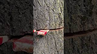 Fir Tree VS Stihl Chainsaw with 36 Bar #chainsaw #stihl
