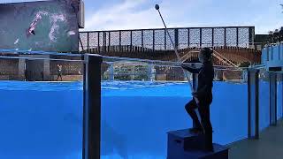 SeaWorld 2024 - Orca Encounter (April 16th - The Hunt (12:00 PM Show)