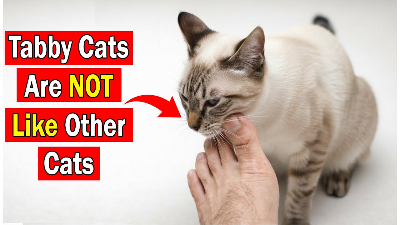 10 Hidden Facts About Tabby Cats Only 1% of Owners Know - YouTube