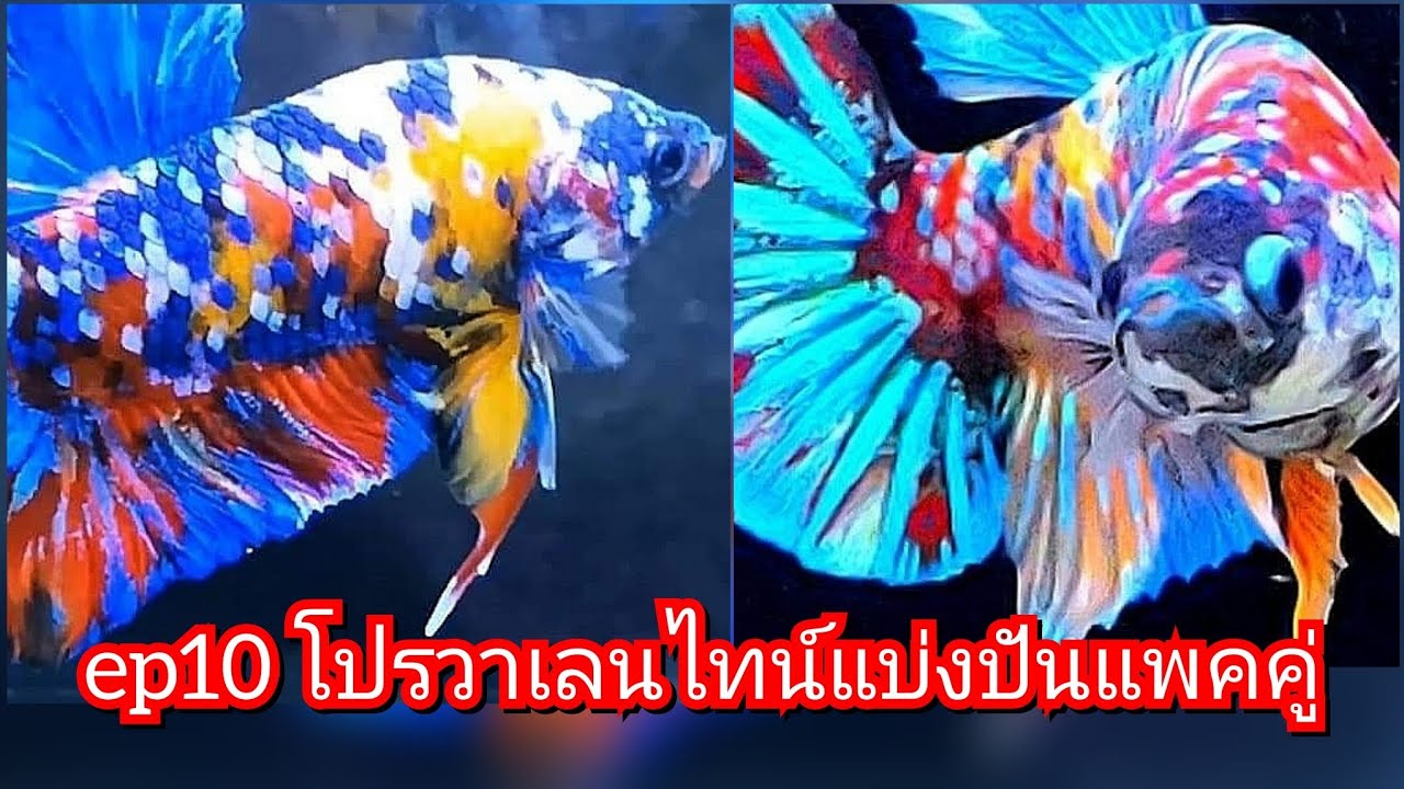 Ep10 ย้อนหลังวาเลนไทน์ แบ่งปันปลากัดสวยงาม แพคคู่ เพื่อศึกษาอนุรักษ์ และ พัฒนา#ปลากัดสวยงาม