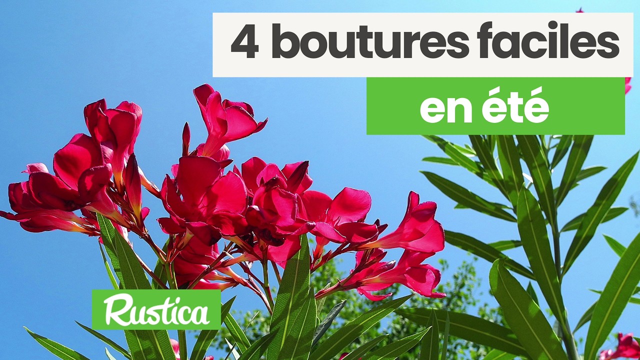 4 boutures faciles en été