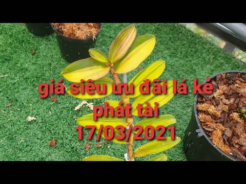 giá siêu ưu đãi lan phi điệp lá kẻ - 0867487638 - Hoa Lan Đất Việt | Foci