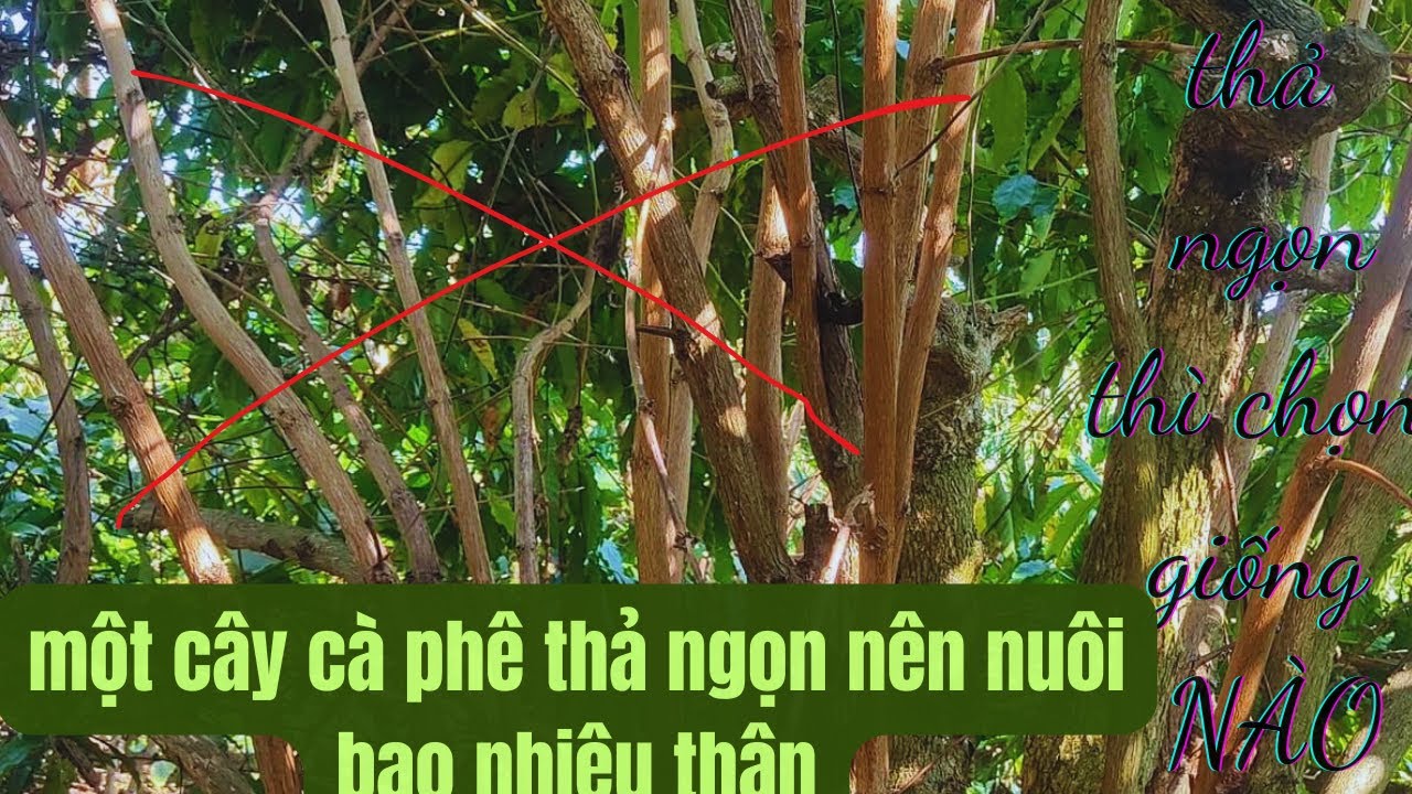 Những sai lầm nên tránh khi làm cà phê thả ngọn p3 .
