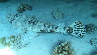 Tentacled Flathead Papilloculiceps Longiceps Or Crocodilefish, Red Sea, Egypt