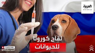 روسيا تنتج أول دفعة من لقاح كورونا للحيوانات