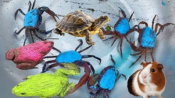 bé gạo lái công nông tìm con rùa, con cua,con ếch, con chuột part 185