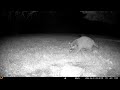 Archive Files of Trail Camera 2 Compilation 20260602 D