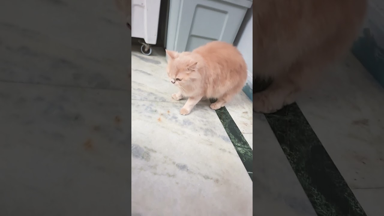@mypersiancats4540 #minivlog #automobile #food #shortvideo #cat #cute #love #family