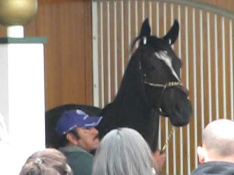 Zenyatta and Blind Luck schooling in Churchill Downs paddock, 11/3/10