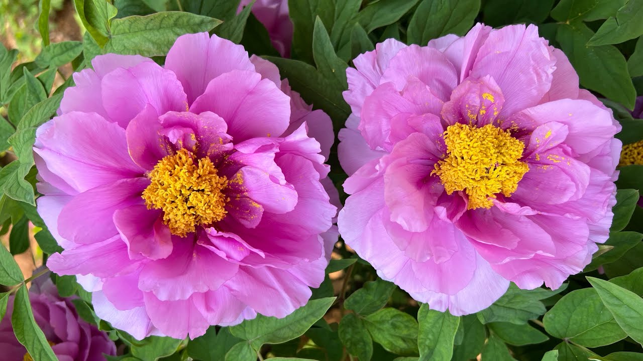 洛陽牡丹 花開富貴 Luoyang Peonies in Full Bloom – Echo 246
