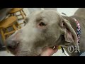 Rocky the Therapy Dog