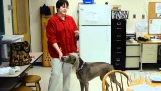 Rocky The Therapy Dog