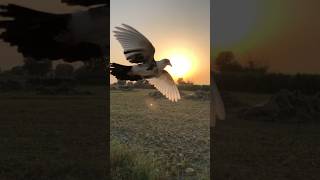 Naye Kabutar ?️ ko bike ke sath udaya pigeon pigeontraining trendingshorts shorts