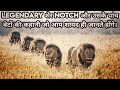 Rise And Fall Of Legendary Lion king Notch And His Five Sons Full Story in Hindi। Notch Coalition