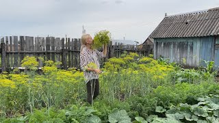 ОДНА НА ХОЗЯЙСТВЕ/ВЫКОПАЛИ НОВУЮ ВЫГРЕБНУЮ ЯМУ/ПОРЯДОК В ОГОРОДЕ И НА КУХНЕ /9 июля 2023г.