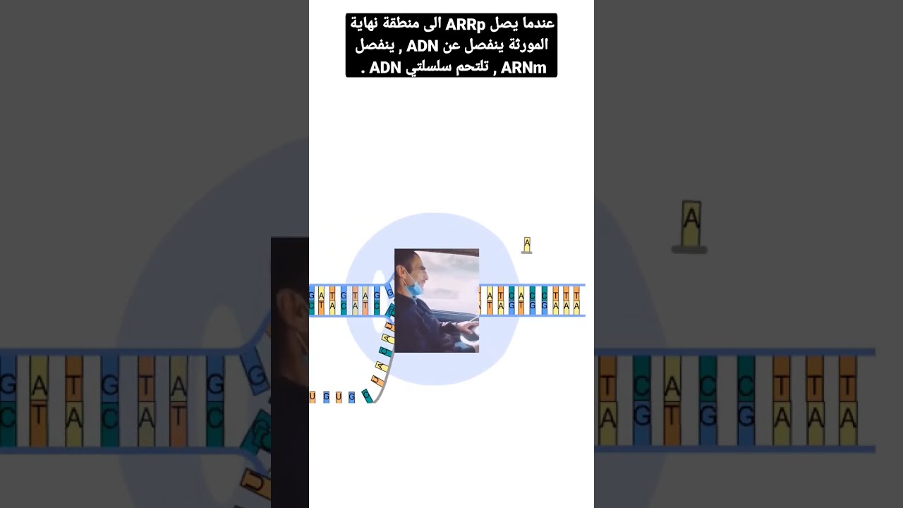 ماذا يحدث عندما يصل إنزيم بوليميراز ARN الى منطقة نهاية المورثة ؟