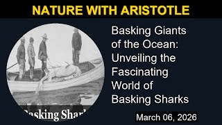Basking Giants of the Ocean: Unveiling the Fascinating World of Basking Sharks