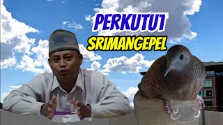 Katuranggan perkutut || mengupas tuntas perkutut Sri mangepel