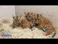 Nashville zoos newest stars are a trio of sumatran tigers  nightly news kids edition