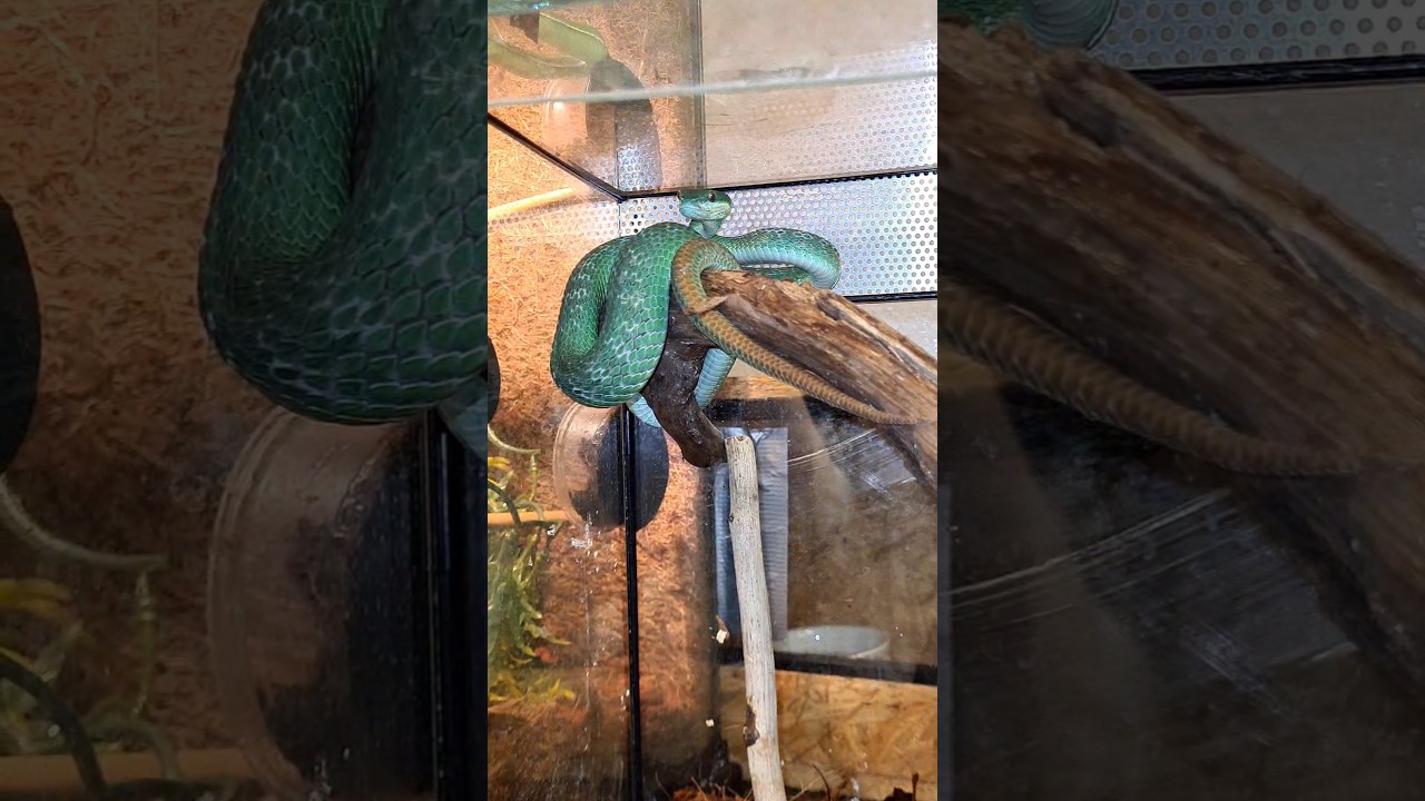 Turquoise Insularis! Pit viper, trimeresurus 