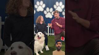 🔥 MrBeast Challenge: Dog Chooses $10,000 💰 vs Steak 🥩 | SHOCKING Result! 😱