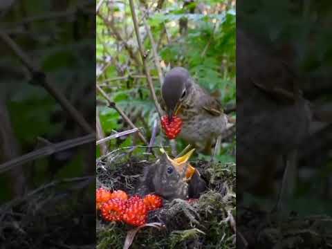 فيديو: كيفية إطعام الطيور البرية (بالصور)