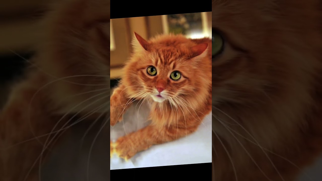 |warrior cats // in real life / the new prophecy edition | 